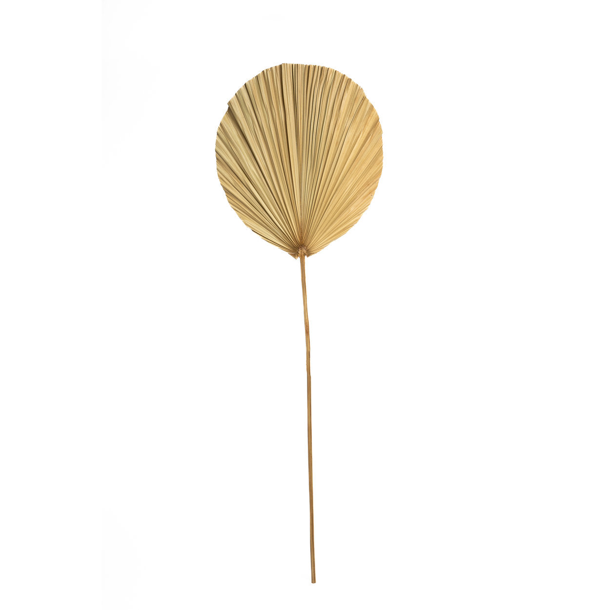 Bazar Bizar Het Rayung-blad - Natuurlijk - Home & Garden > Decor