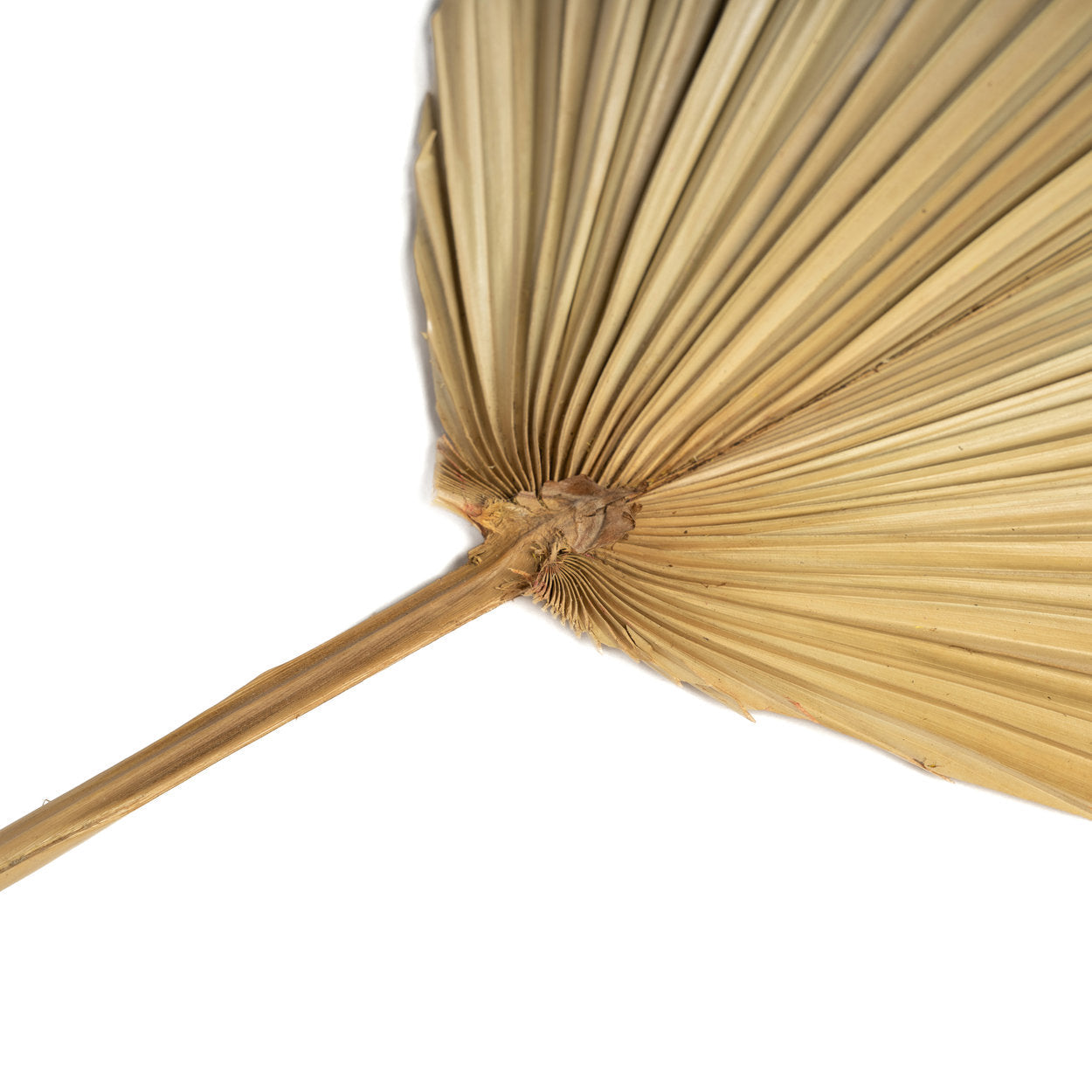 Bazar Bizar Het Rayung-blad - Natuurlijk - Home & Garden > Decor