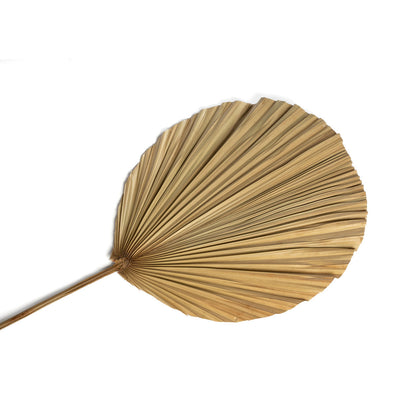 Bazar Bizar Het Rayung-blad - Natuurlijk - Home & Garden > Decor